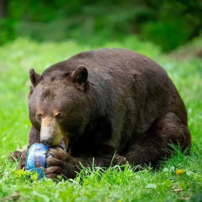 BearVault Canister